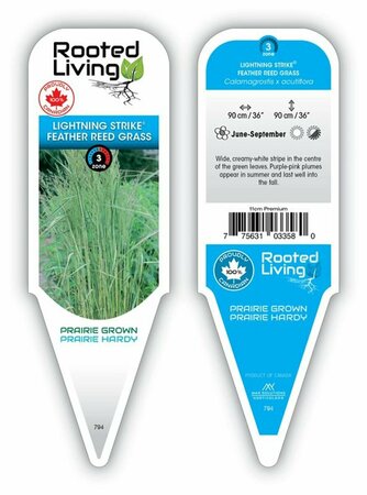 Calamagrostis x acu. - 'Lightning Strike'™ Feather Reed Grass 11 cm Prem (4.5") - image 1