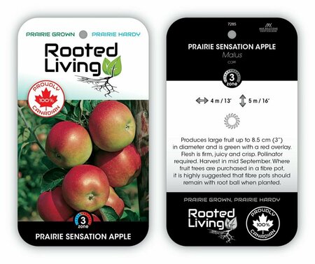 Malus - 'Prairie Sensation' Apple 5-6ft FP