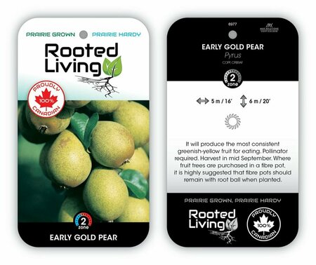 Pyrus - 'Early Gold' Pear 5-6ft FP
