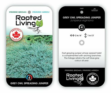 Juniperus virg. - 'Grey Owl' 2 gal
