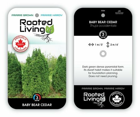 Thuja occ. - 'Baby Bear' Cedar 5 gal