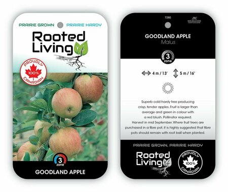 Malus - 'Goodland' Apple 5-6ft FP