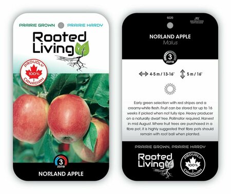 Malus - 'Norland' Dwarf Apple 5-6ft FP
