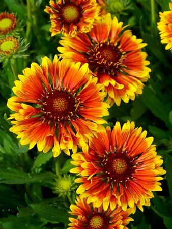 Gaillardia SpinTop™ - 'Copper Sun' Blanket Flower 1 gal - image 1