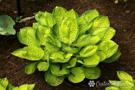 Hosta - 'Rainforest Sunrise' [Yl/Dk Gr] 1 gal