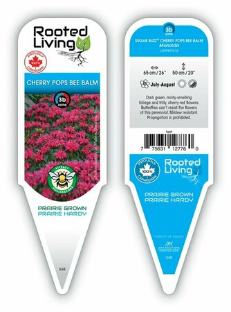 Monarda - Sugar Buzz® 'Cherry Pops' Bee Balm 1 gal - image 1