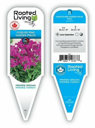 Phlox pan. - 'Forever Pink' Garden Phlox 1 gal
