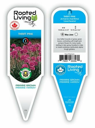 Armeria mar. 'Laucheana' - 'Splendens' Thrift Pink 11 cm Prem (4.5")