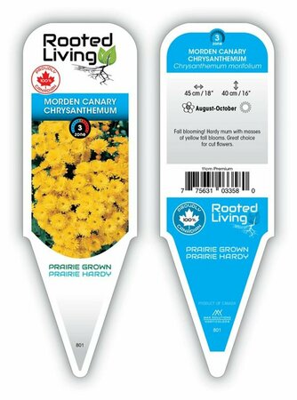 Chrysanthemum mor. - 'Morden Canary' Hardy Mum [Yl] 11 cm Prem (4.5")