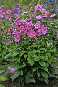 Anemone hyb. - 'Curtain Call' Windflower 1 gal outdoor