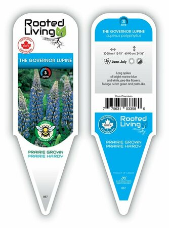 Lupinus - 'The Governor' Lupin / Bluebonnet [Bl] 11 cm Prem (4.5")