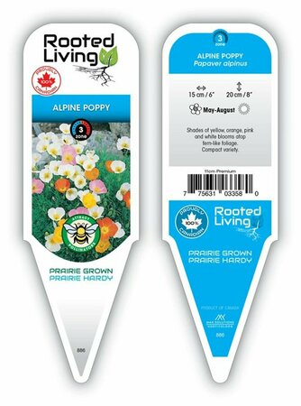 Papaver alpinus - Alpine Poppy [Mix] 11 cm Prem (4.5")