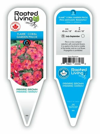 Phlox pan. - Flame™ Coral Garden Phlox 11 cm Prem (4.5")
