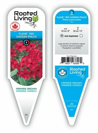 Phlox pan. - Flame™ Red Phlox 11 cm Prem (4.5")