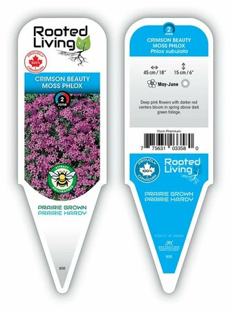Phlox sub. - 'Crimson Beauty' Moss Phlox [Pink/Red] 11 cm Prem (4.5")