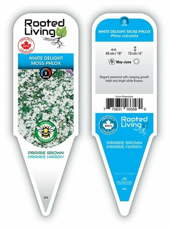 Phlox sub. - 'White Delight' Moss Phlox  11 cm Prem (4.5")