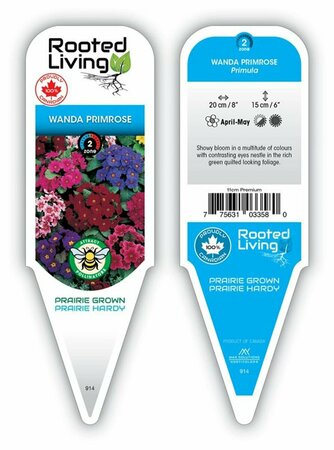 Primula - 'Wanda' Primrose 11 cm Prem (4.5")