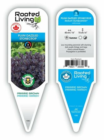 Sedum Sunsparkler® - 'Plum Dazzled' Stonecrop 11 cm Prem (4.5")