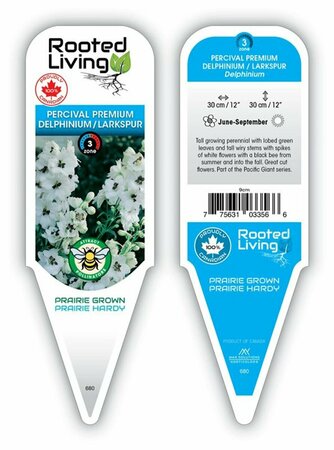 Delphinium - 'Percival' Larkskpur [Wht] 9 cm (3.5")