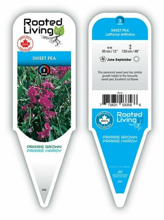 Lathyrus latifolius - 'Red Pearl' Sweet Pea 9 cm (3.5")