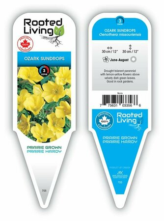 Oenothera missouriensis - Ozark Sundrops 9 cm (3.5")