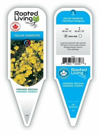 Oenothera tetragona - Yellow Sundrops 9 cm (3.5")