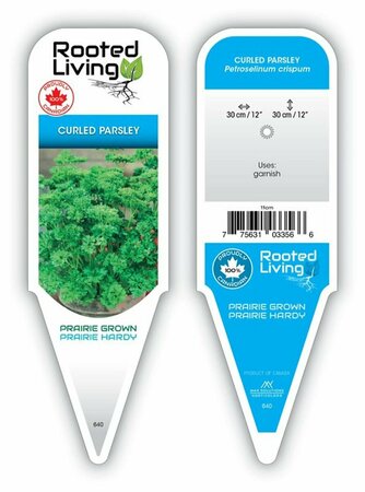 Petroselinum crispum - Curled Parsley 9 cm (3.5")
