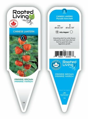 Physalis franchetii - Chinese Lantern 9 cm (3.5")