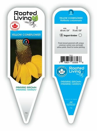 Ratibida columnifera - Yellow / Upright Prairie Coneflower 9 cm (3.5")
