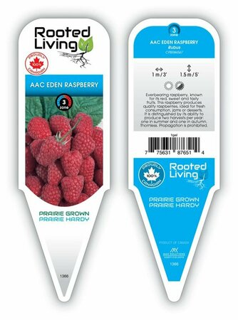 Rubus idaeus AAC 'Eden' Raspberry 1 gal outdoor