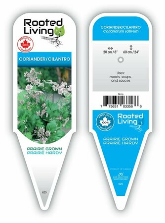 Coriandrum - Coriander / Cilantro 9 cm (3.5")