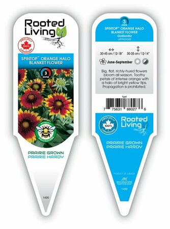 Gaillardia Spintop™ - 'Orange Halo' Improved Blanket Flower 1 gal