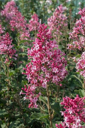 Syringa - Bloomerang 'Ballet' Lilac (PW) 1.5 gal / 8" Greenhouse - image 3
