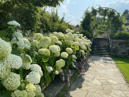 Hydrangea arb. - 'Incrediball'® (PW) 1.5 gal / 8" Greenhouse