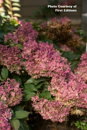 Hydrangea pan. - 'Vanilla Strawberry'™ (FE) 5 gal std - image 2