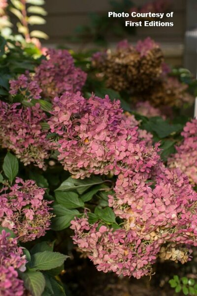 Hydrangea pan. - 'Vanilla Strawberry'™ (FE) 5 gal std - image 2