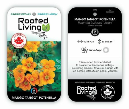 Potentilla - 'Mango Tango' RP38deep