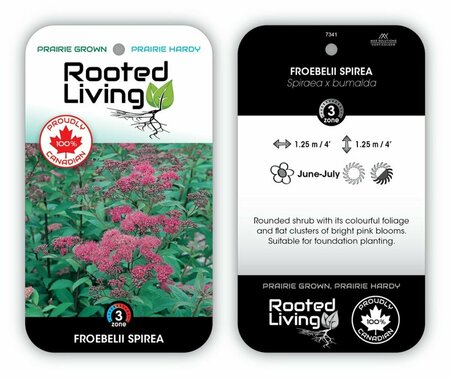 Spiraea x bumalda - 'Froebelii' RP38deep