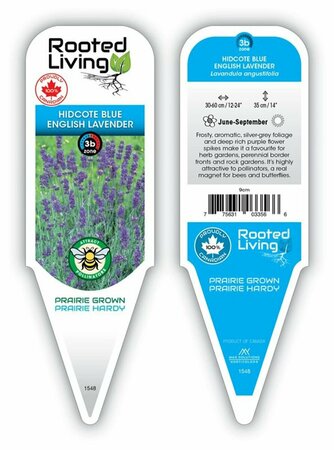 Lavandula ang. - 'Hidcote Blue' Lavender 9 cm (3.5")
