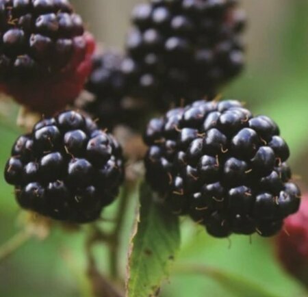 Rubus moluccanus - 'Balsor' Blackberry 1 gal
