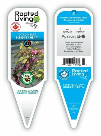 Dicentra spectabilis - 'Gold Heart' Bleeding Heart 1 gal