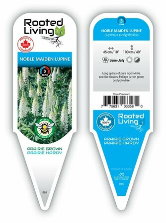 Lupinus - 'Noble Maiden' Lupin / Bluebonnet [Wh] 11 cm Prem (4.5")