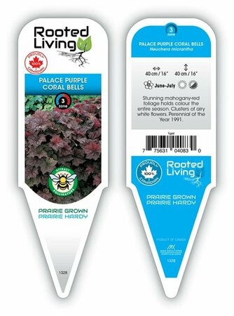 Heuchera micrantha - 'Palace Purple' Coral Bells 11 cm Prem (4.5")