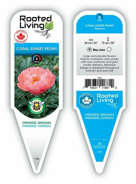 Paeonia - 'Coral Sunset' Peony 2 gal