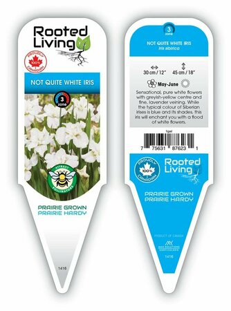 Iris sib. - 'Not Quite White' Siberian Iris 1 gal outdoor - image 1