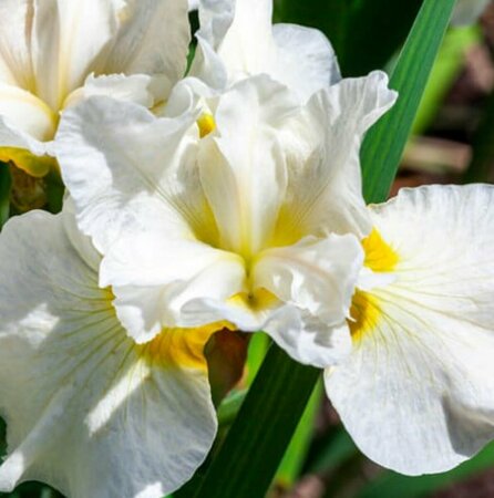 Iris sib. - 'Not Quite White' Siberian Iris 1 gal outdoor - image 2