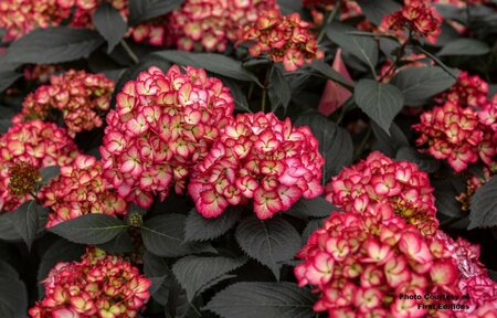 Hydrangea mac. - 'Eclipse'® (FE) 1 1/2gal FE - image 1