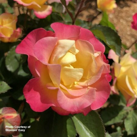 Rosa - 'Gumball Goody'™ [Rd/Yl/Pi] (BE) 1.5 gal / 8" Greenhouse - image 3