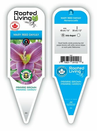 Hemerocallis - 'Mary Reed' Daylily [Ppl/Wh] 2 gal outdoor