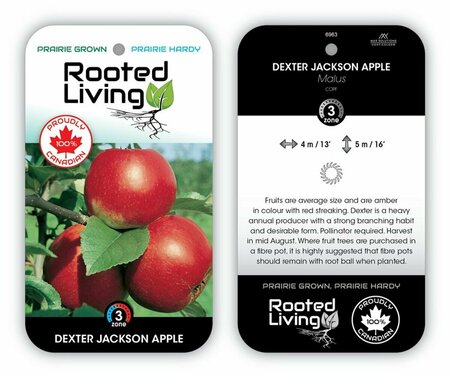 Malus - 'Dexter Jackson' Apple 7 gal